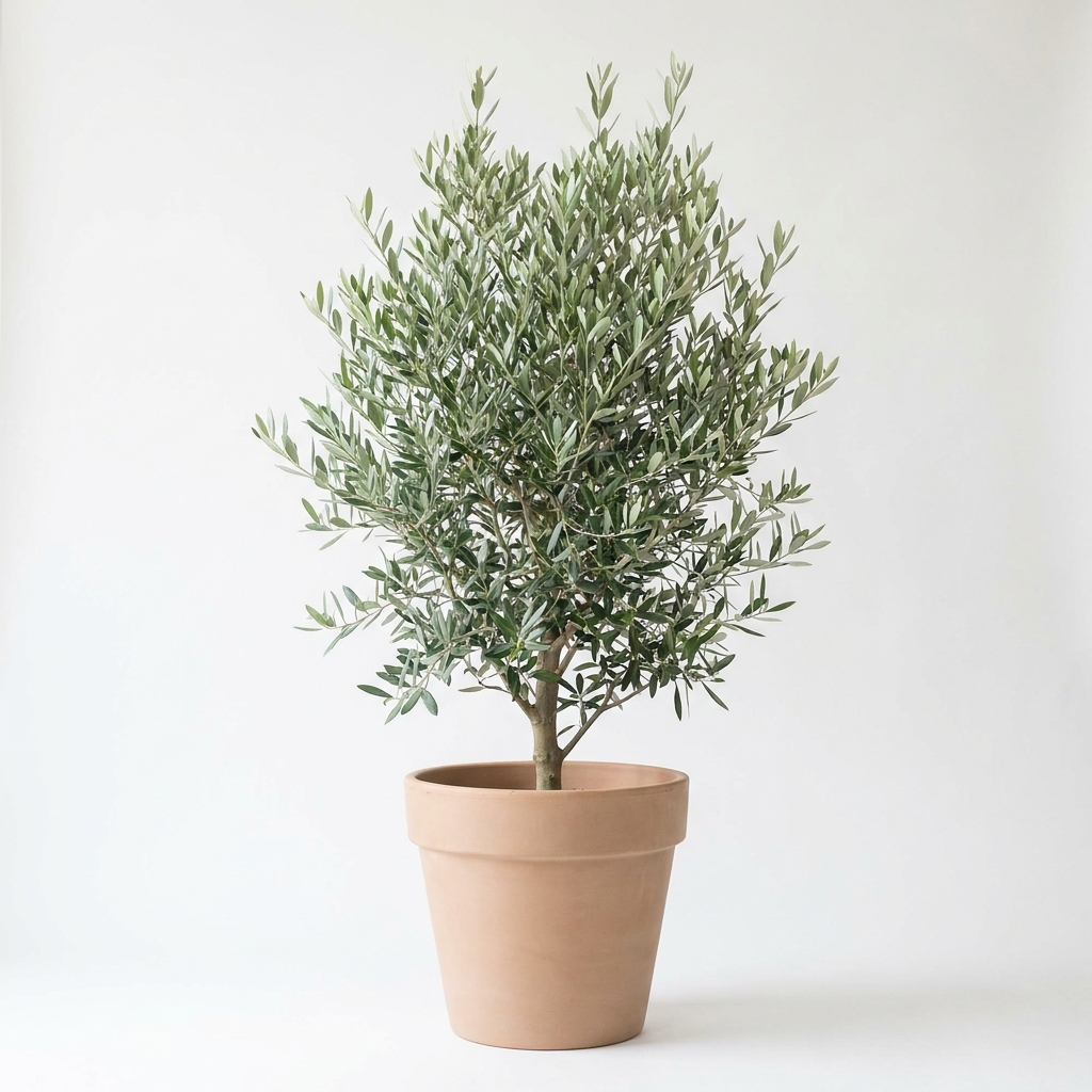 オリーブ Olea europaea (中木 1.8m)